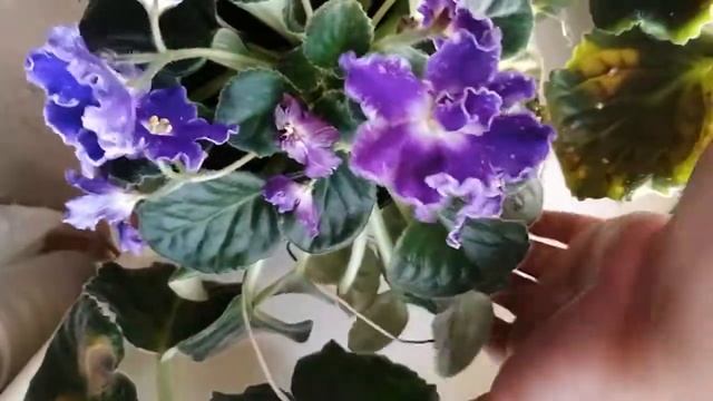 РС-Сияющий колокольчик смотреть онлайн