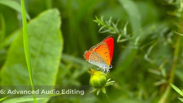 Advanced Video Editing with FFmpeg: 10 Pro Tips and Tricks ★ auto scripts