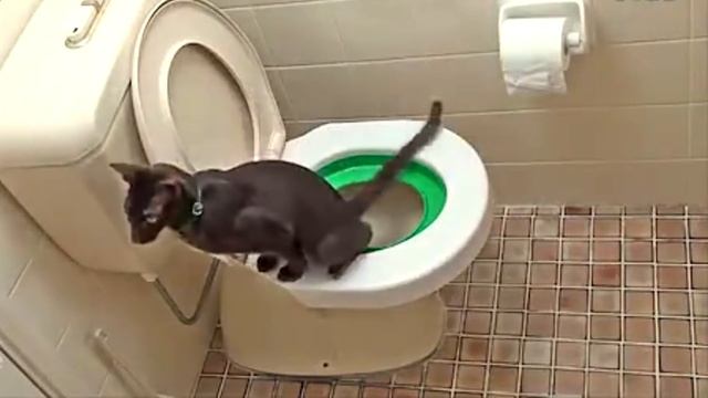 Как приучить кота ходить на унитаз? Кошачий туалет смотреть онлайн