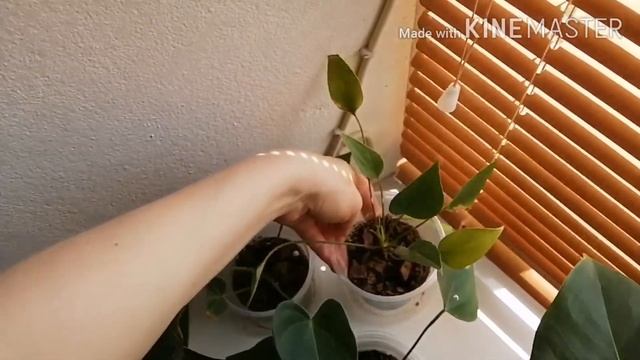 Комнатные цветы. Обзор. смотреть онлайн