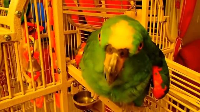 ОЧЕНЬ СМЕШНОЙ ГОВОРЯЩИЙ ЗЕЛЕНЫЙ ПОПУГАЙ смотреть онлайн
