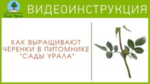 Как выращивают черенки в питомнике «Сады Урала»