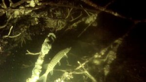 Как подобрать гидрокостюм и груза для подводной охоты.Получите 5 видео уроков с пошаговым описанием