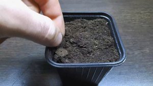 УСКОРЕННАЯ СТРАТИФИКАЦИЯ СЕМЯН. ВЫРАЩИВАНИЕ ЛАВАНДЫ ИЗ СЕМЯН