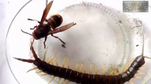 Борьба за выживание в мире насекомых