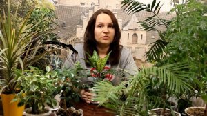 Как ухаживать за декоративно-лиственными растениями? ? [Надежда и мир]