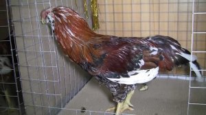 Взрослые орловские петухи