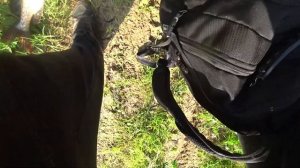 Ловля щуки осенью на свинью Pig Shad с Алиэкспресс.Щука на крупный силикон.Рыбалка на щуку в сентяб