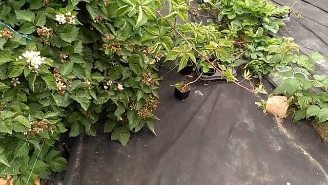 Ежевика бесшипная Валдо  - отличный выбор для сада
