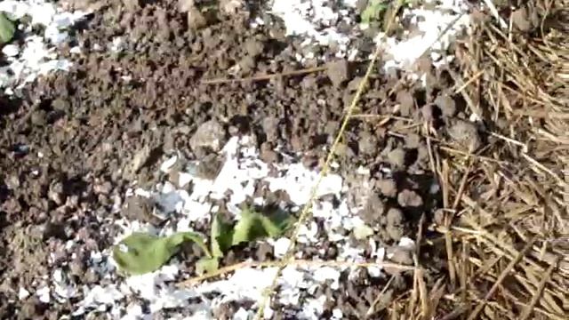 Садим картофель под солому смотреть онлайн