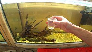 Посчастливилось! Собрал икру сомиков панда