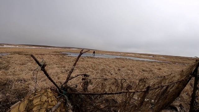 Камчатка. Охота на селезня и неожиданные для нас гуси.