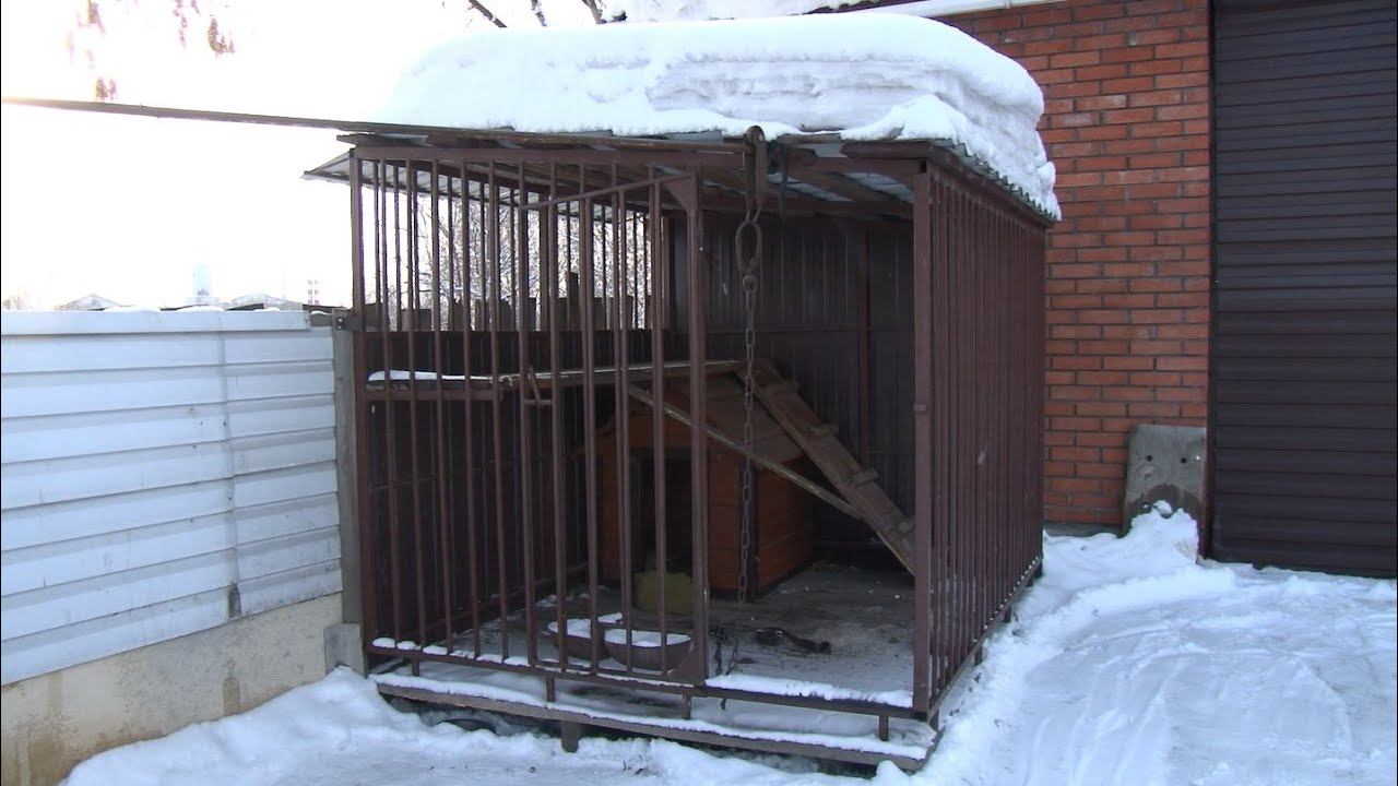Собаки бийск