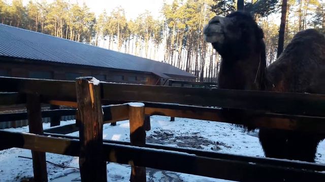 Верблюд. Дракино. 2017 год смотреть онлайн