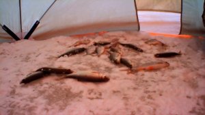 ловля плотвы  на Озернинском водохранилище  ЗИМОЙ