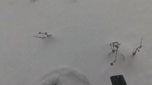 Охота на серую куропатку. Поймал руками.