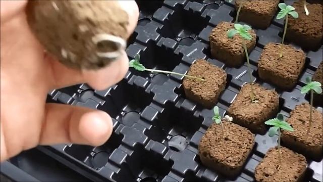 blue pit seedlings day 6 смотреть онлайн