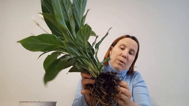Спатифиллум пересадка  в минеральный грунт в закрытую систему. Внимание ЭКСПЕРИМЕНТ.