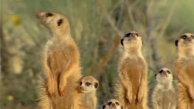 Лики природы - Сурикаты смотреть онлайн