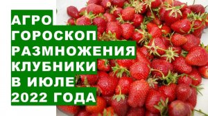 Агрогороскоп размножения клубники в июле 2022 года