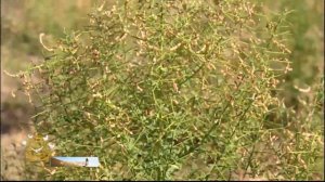 Яндак   Верблю́жья колю́чка  Туркменистан