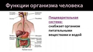 Биология 9 класс. Сравнение свойств организма человека и животных