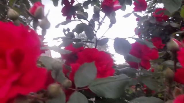 Роза Фламентанц Flammentanz (плетистая) ВЫШЕ НЕБА))) смотреть онлайн