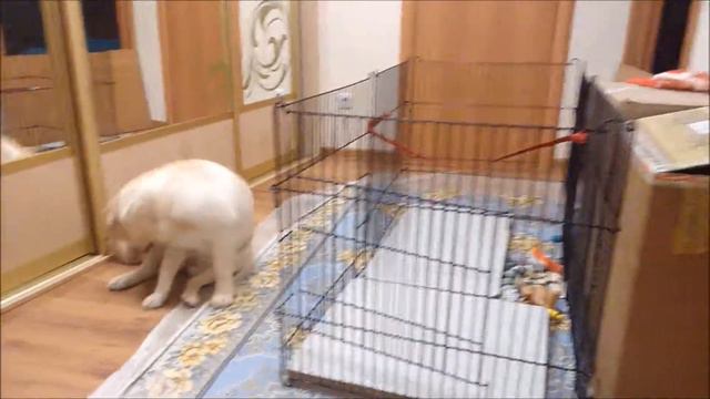 Вольер / клетка для щенка -отзыв! Labrador Jesse смотреть онлайн