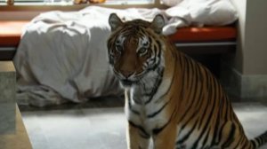 Мальчишник в Вегасе