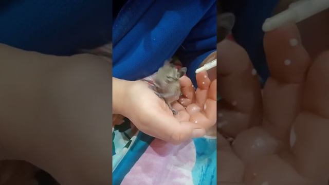 Подкормка белочки Дегу)) смотреть онлайн