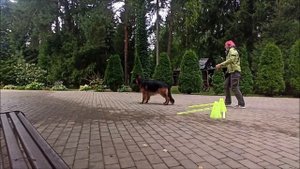 Хендлинг овчарки