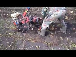 картофеле копалка кк-1б в работе!