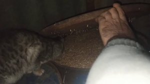 КОТЁНОК УЧИТСЯ ЛОВИТЬ МЫШЕЙ.