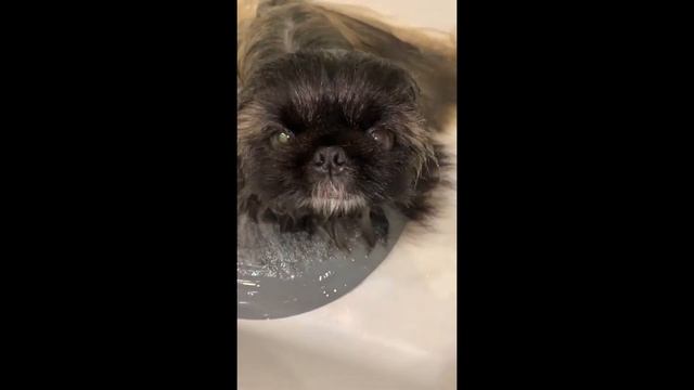 Ив Сан Бернард - сезонная линька пекинеса смотреть онлайн