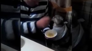 Funny cat eating with spoon