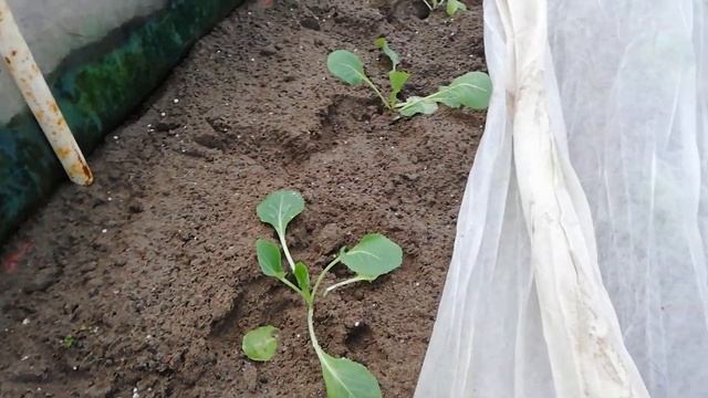 Vlog #7 Sadzenie kapusty w tunelach 2021, Ursus C-330, Kapusta Vettel F1 i Constable F1 смотреть онлайн