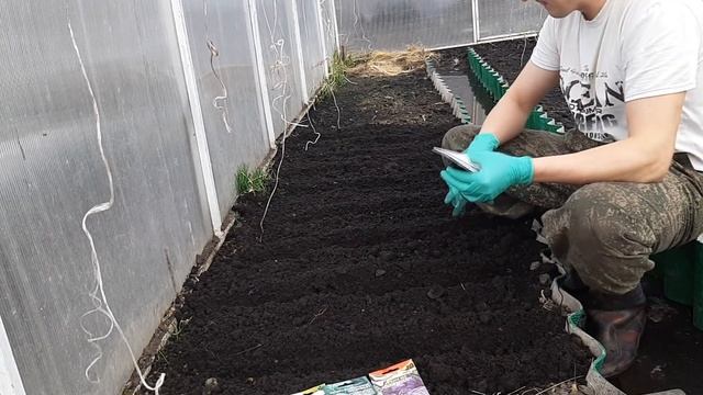 Сеем капусту на рассаду в теплицу смотреть онлайн