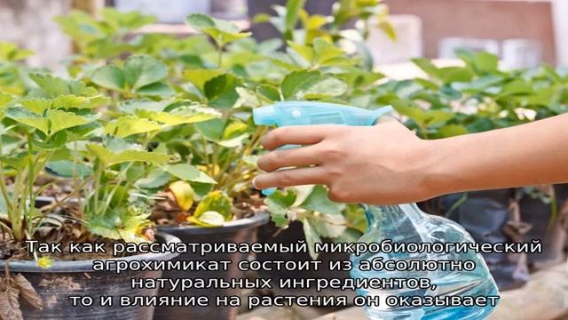 Фитоспорин для клубники