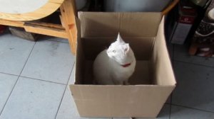 Инструкция.Как поймать кота.