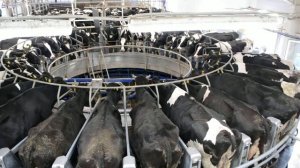 Дойка коров на "карусели"