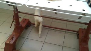 спинальная походка у животного на фоне отсутствия глубокой болевой чувствительности.