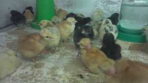 Цветной бройлер Голошейка, Мастер Грей, Гриз Бар