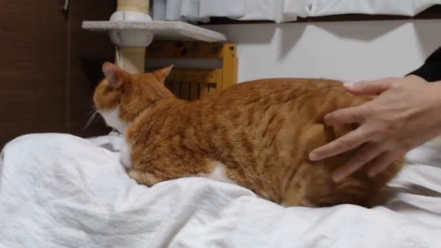 ＜2匹の猫通信＞「ほっこりライブ」ハッチがめめハウスに入った！思わずマックも注目…めめちゃんピンチ！2020 07 28- Cat Live Stream in Japan - Cat Life T смотреть онлайн