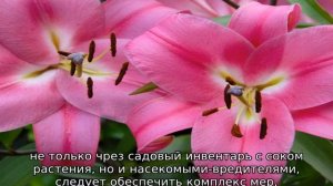 Что делать, если у лилии желтеют листья (причина и лечение)