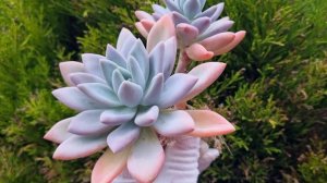 Graptoveria Opalina