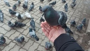как кормить голубей ?
