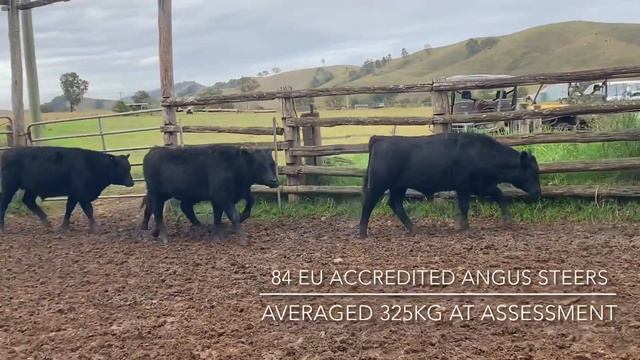 GREYLANDS 84 steers смотреть онлайн