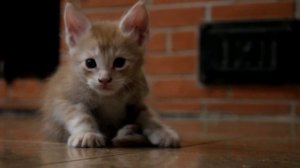 котята мейн - куны нам 1 месяц точнее 34 дня.mp4