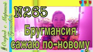 БРУГМАНСИЯ -  цветок экзотический – трубы Ангела. Как посеять brugmansia