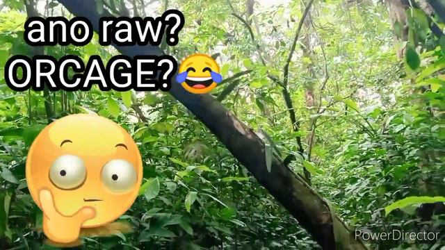 GIANT BIRD'S NEST HUNTING #BirdsNest #WildflowerHunting #rareplants #indoorplants #tropicalplants смотреть онлайн